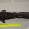 живая рыба клариус / сом африканский в Липецке